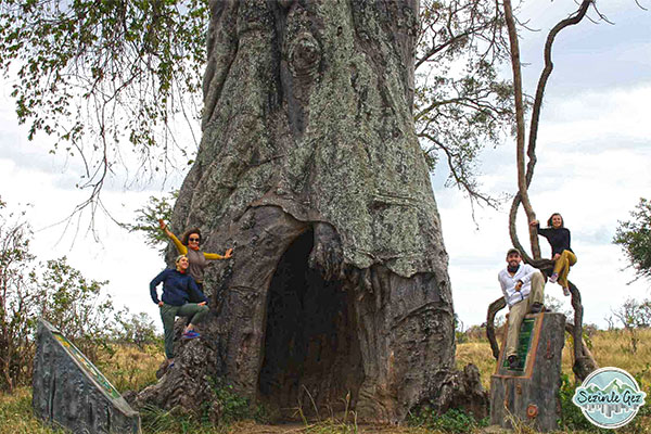 Baobab ağacı, Tanzanya