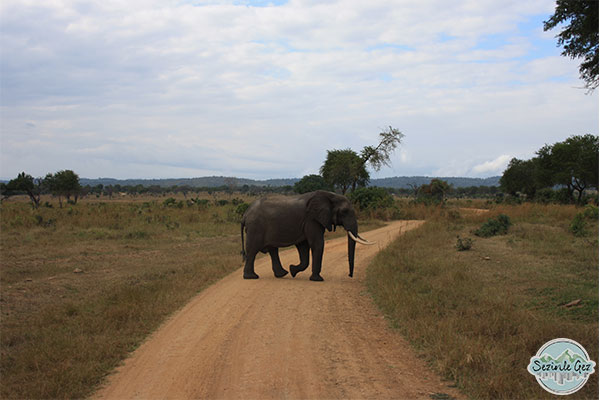 Tanzanya safari