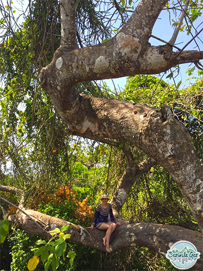 Baobab ağacı, Zanzibar